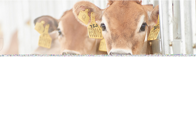 认养一头牛冲刺IPO，与伊利蒙牛相比域名如何？